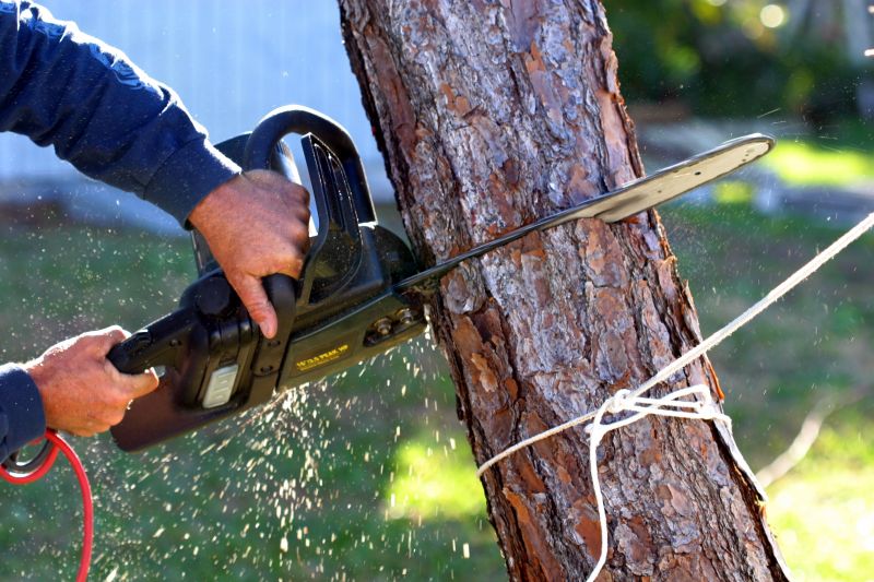 Apple Tree Removal in Duluth, MN
