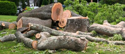 Hickory Tree Removal in Montgomery County, PA