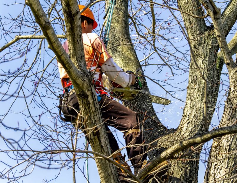Safe Tree Felling Techniques
