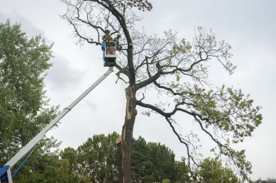 Local Tree Services